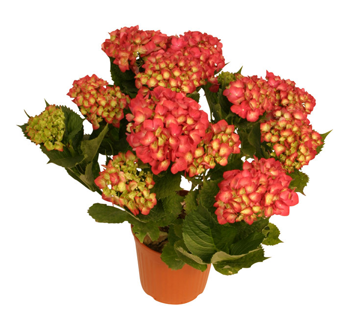 Hortensia 21 cm potte